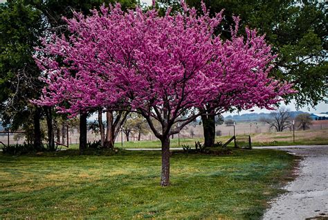 Appalachian Redbud Trees For Sale Online | The Tree Center™