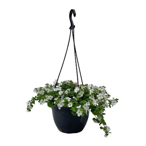 Bacopa Hanging Basket