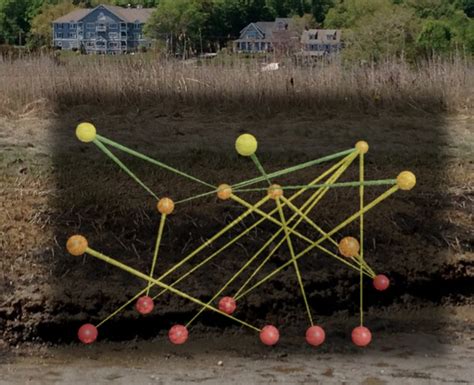 The Byrnes Lab » Salt Marsh Food Webs & Ecosystem Function