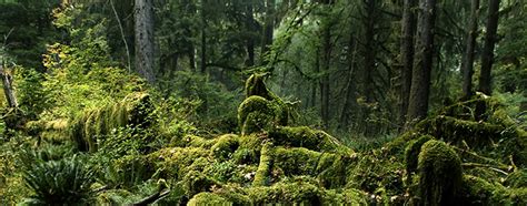 Visiting the Hoh Rain Forest - Olympic National Park (U.S. National ...