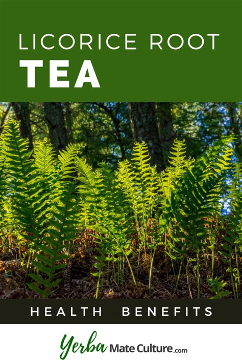 Licorice Root Tea Health Benefits | Licorice root tea, Tea health ...