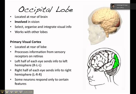 Occipital lobe: processes visual infor from eyes in primary visual ...