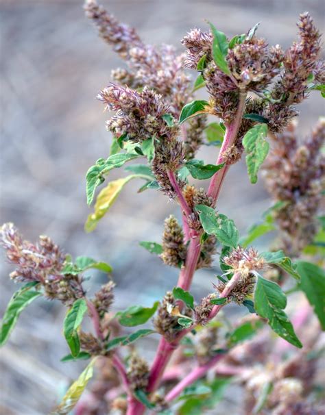 BIOMONCAYO: Amaranthus sp.(Amaranto)