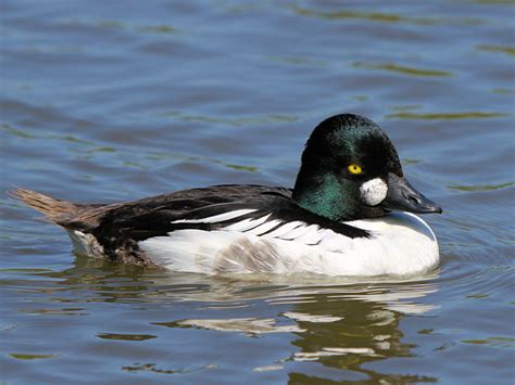 TYPES OF SEA DUCK SPECIES - WWT SLIMBRIDGE