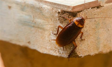 Signs of a Cockroach Infestation (With Pictures) - Dodson Pest Control