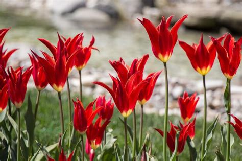 Premium Photo | Red color tulip flowers in the garden