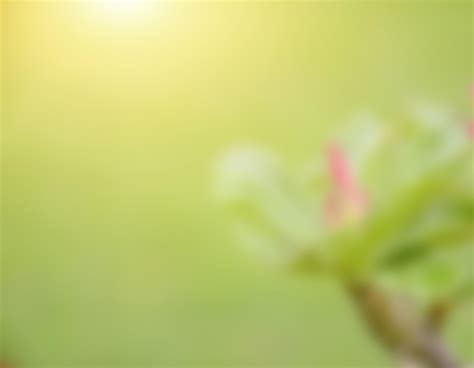 Blurred flowers, abstract background, amazing and beautiful colors ...