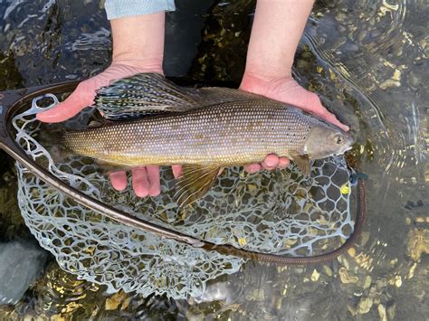 Grayling Revival: Researchers hope to reintroduce a once-abundant ...