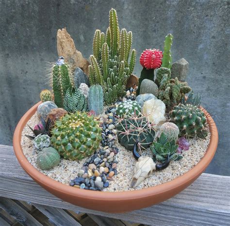 Cactus Garden | Mini-jardim de cactos, Suculentas, Jardim de cactos