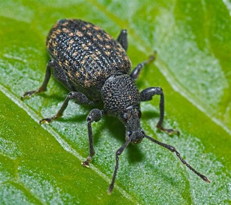 12 Natural Ways to Get Rid of Black Vine Weevil in Garden - Dre ...