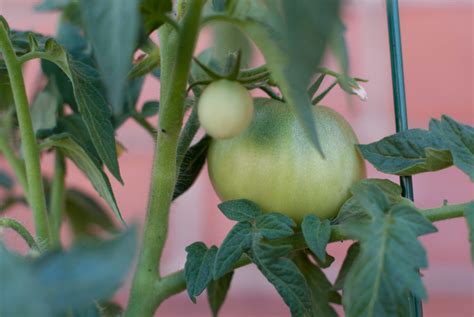 How to Take Care of a Tomato Plant (And How to Grow Them) - Dengarden