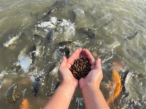 Feeding Fish Stock Photos, Images and Backgrounds for Free Download