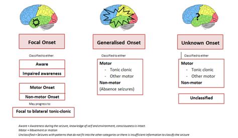 Seizure Types and Classification - Epilepsy Action Australia