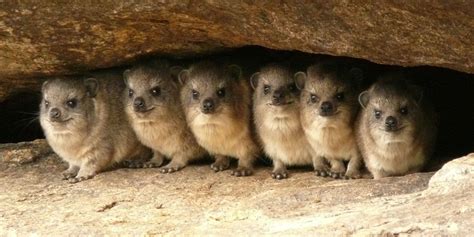 Rock Hyrax Wallpapers - Wallpaper Cave