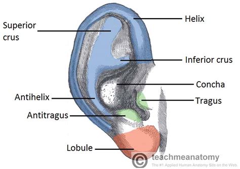 The External Ear - Structure - Function - Innervation - TeachMeAnatomy