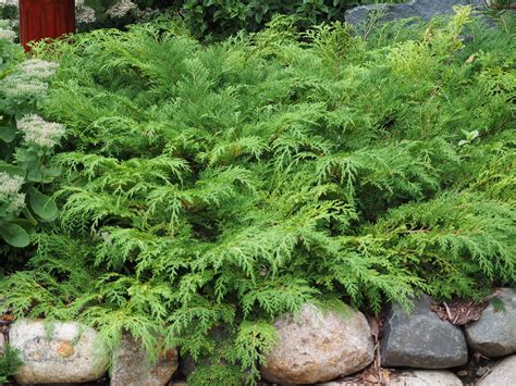 Russian Cypress very hardy low and wide. Bronze to purple in winter ...