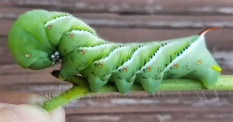 Tomato Hornworm Life Cycle & Tips to Prevent - Learn About Nature