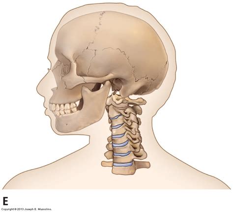 Axial and nonaxial ranges of motion of the Cervical Spine