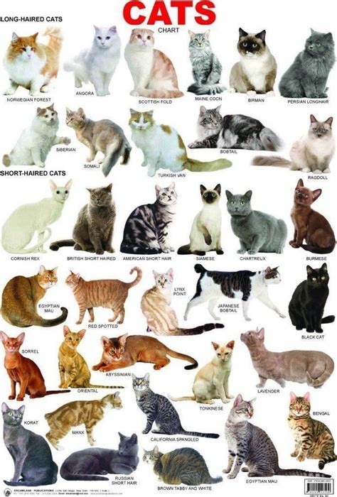 Pin by Lorena on Tierzeichnung | Cat breeds chart, Cat breeds, Pretty cats