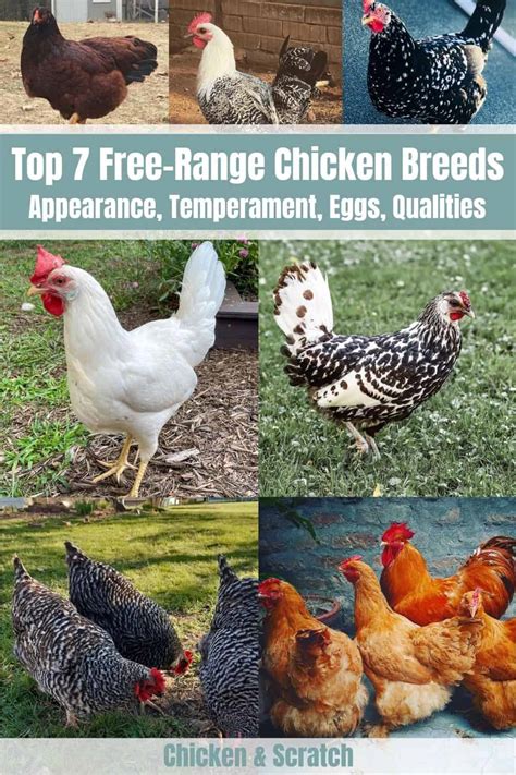 7 Best Free-Range Chicken Breeds (with Pictures)