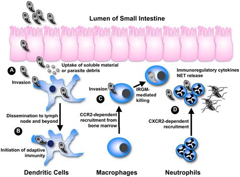 Phagocyte Responses to Protozoan Infection and How Meets the Challenge ...