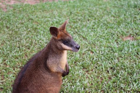 Swamp Wallabies – Rainforestation Nature Park