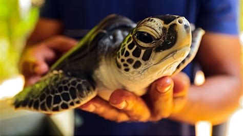 VISIT TURTLE HATCHERY & GEM WORKSHOP KOSGODA (BENTOTA) - Book Tours ...