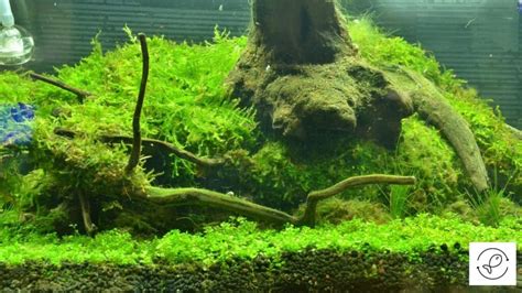 How To Grow Java Moss? [Tips To Grow It Faster]