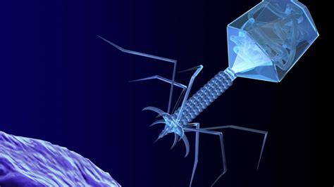 Phages may be key in bacteria battle - BBC News