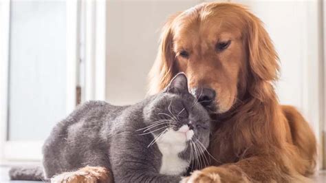 Top 5 Best Pet Insurance Providers in the UAE : Safeguarding Your Furry ...