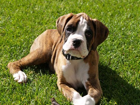 Boxer - Puppies, Rescue, Pictures, Information, Temperament ...