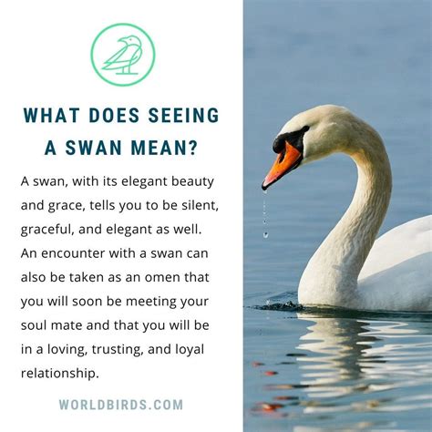 Swan Symbolism & Meaning | World Birds