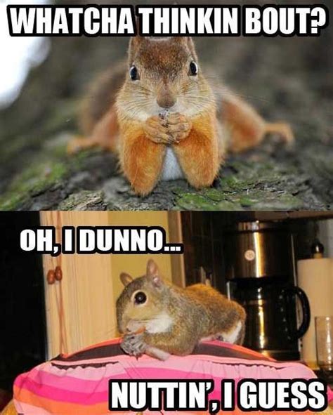 Squirrel Puns | Squirrel funny, Funny animal memes, Squirrel puns