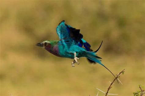 Birds of Maasai Mara National Reserve | Kenya Wildlife Birds