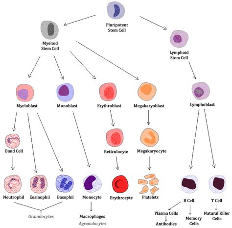 Blood Cancer Types