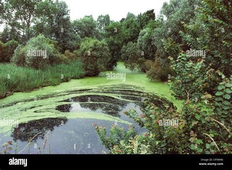 Marshy Area Stock Photos & Marshy Area Stock Images - Alamy