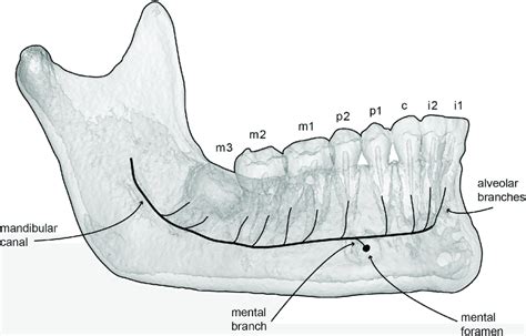 Mandibular Canal Anatomy