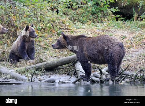 Grizzly Bear mother and cub Stock Photo - Alamy