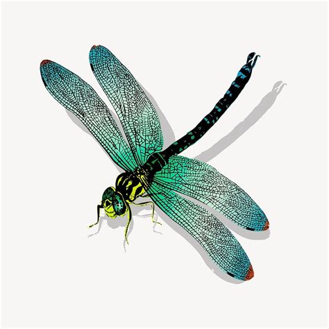 Dragonfly Public Domain Images | Free Photos, PNG Stickers, Wallpapers ...