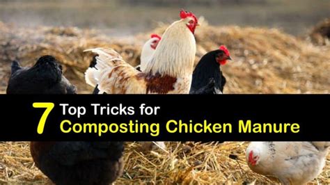 Chicken Manure Compost - Ways to Compost Chicken Poop