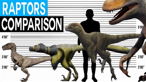 Dinosaur Size Comparison | Dromaeosaurs (Raptors) - YouTube