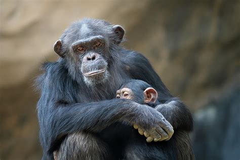 Mother Cuddling Baby Chimp Photograph by Eric Lowenbach - Fine Art America