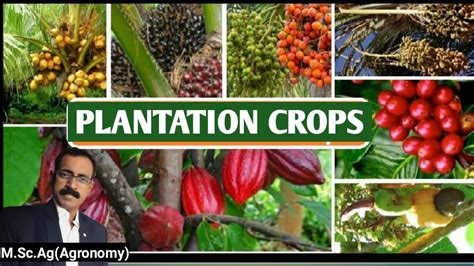 PLANTATION CROPS - YouTube