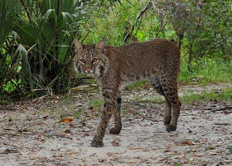 Bobcat - Big Cypress National Preserve (U.S. National Park Service)