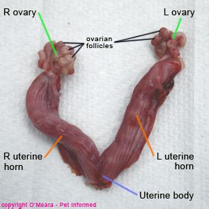 Procedure For Neutering A Cat - Gegu Pet