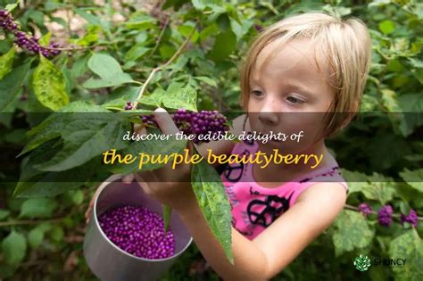 Discover The Edible Delights Of The Purple Beautyberry | ShunCy