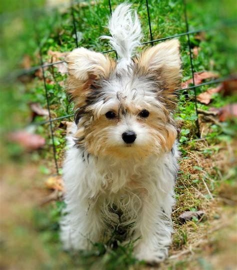 Gertie The Yorkie/Bichon mix | Yorkie mix, Cute dogs, Puppy photos