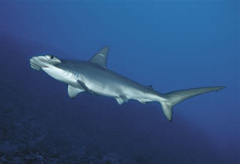 Hammerhead Shark Double Whammy – Confusion on Identity of Shark Species ...