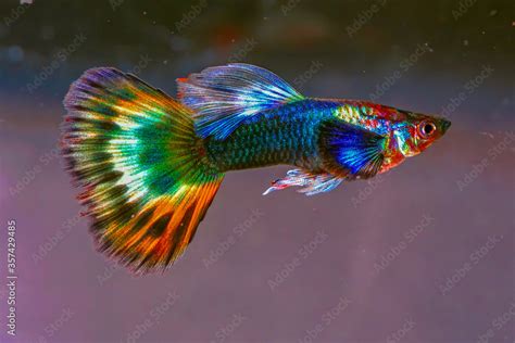 Guppy breeding form fancy guppy.The guppy (Poecilia reticulata), also ...