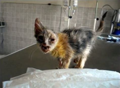 This Deformed Kitten Was Ignored By Everybody.Then A 7-Year-Old Girl ...